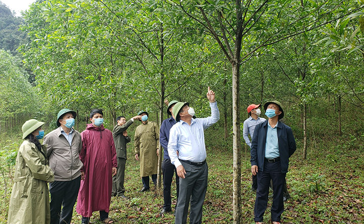 Đồng chí Phó Chủ tịch Thường trực UBND tỉnh Đoàn Ngọc Lâm thăm mô hình trồng rừng gỗ lớn tại xã Thượng Hóa (Minh Hóa).