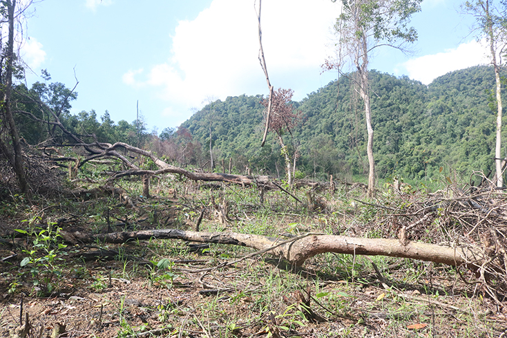 Một vụ phá rừng tự nhiên xảy ra tại xã Cao Quảng, huyện Tuyên Hóa được người dân phản ánh với các cấp chính quyền trong thời gian gần đây. 