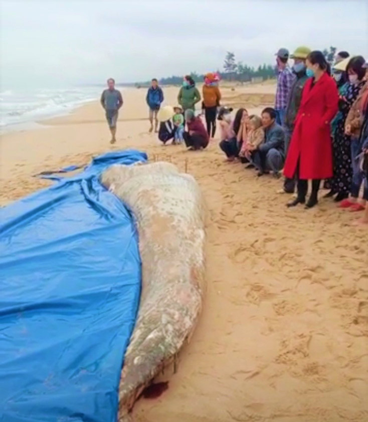 Xác con cá voi nặng khoảng hơn 2 tấn dạt vào bãi biển phường Quảng Thọ, thị xã Ba Đồn