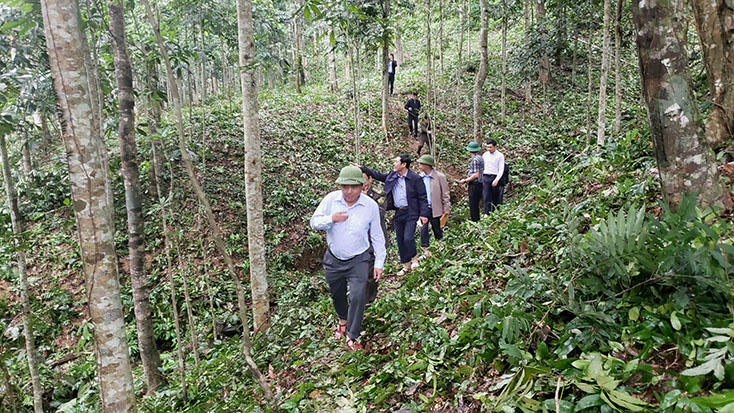 Đồng chí Phó Chủ tịch Thường trực UBND tỉnh Đoàn Ngọc Lâm thăm mô hình cánh rừng gỗ lớn tại xã Hương Hóa (Tuyên Hóa).