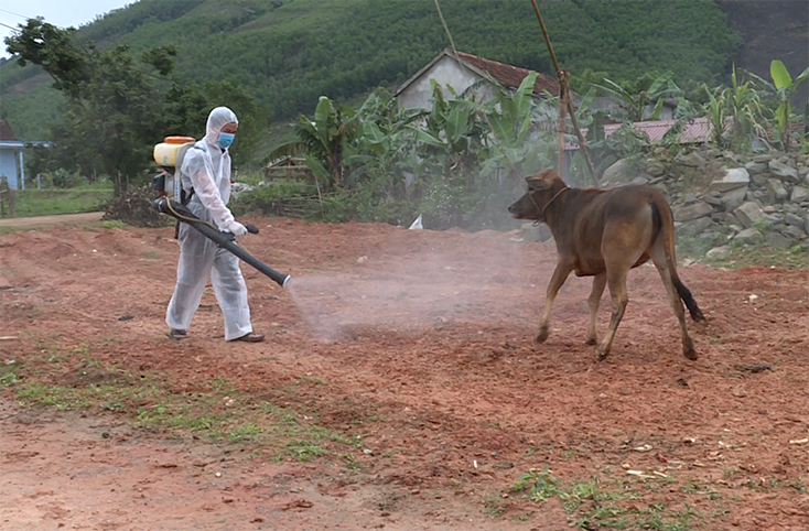 Các hoạt động phòng, chống dịch bệnh viêm da nổi cục ở trâu, bò được triển khai quyết liệt tại xã Quảng Hợp