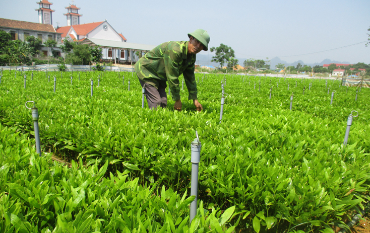 Ông Trần Văn Bường với mô hình ươm cây giống và trồng rau quả sạch Viet GAP đang phát huy hiệu quả kinh tế