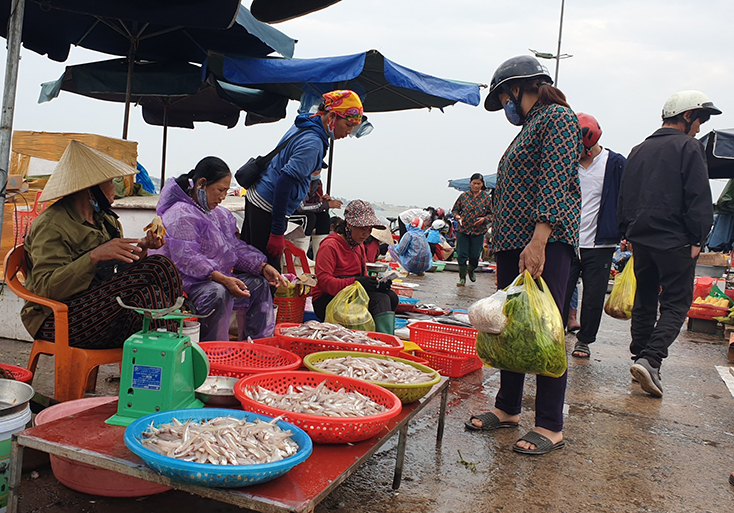 Ngư dân xã Bảo Ninh (TP. Đồng Hới) được mùa cá cơm.