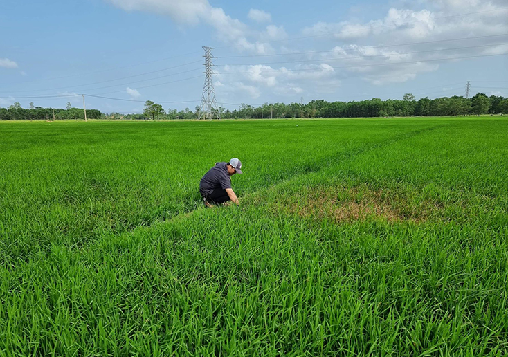 Diện tích lúa nhiễm bệnh đạo ôn trên toàn tỉnh là 345ha.