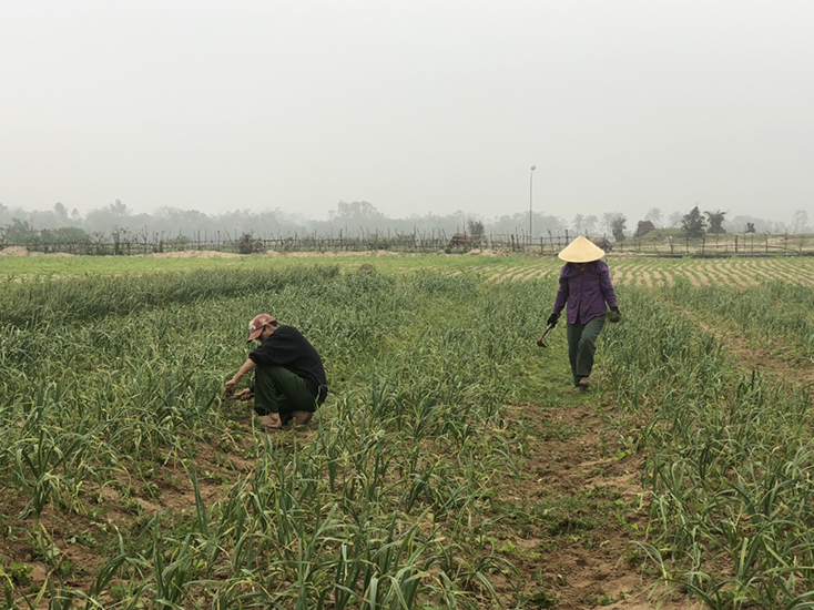 Mô hình trồng tỏi của gia đình bà Nguyễn Thị Bình, thôn Cồn Nâm, xã Quảng Minh mang lại thu nhập ổn định mỗi năm.