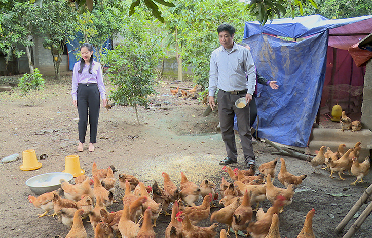 Thông qua các lớp tập huấn dạy nghề, anh Hoàng Thanh Liêm, thôn Tiên Sơn, xã Quảng Tiên đã mạnh dạn mở rộng quy mô chăn nuôi gà, mang lại hiệu quả cao.