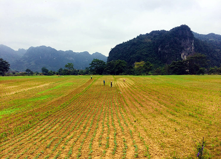  Nông dân xã Trường Sơn (huyện Quảng Ninh) chăm sóc cây lạc. Ảnh: Nguyễn Văn Tráng