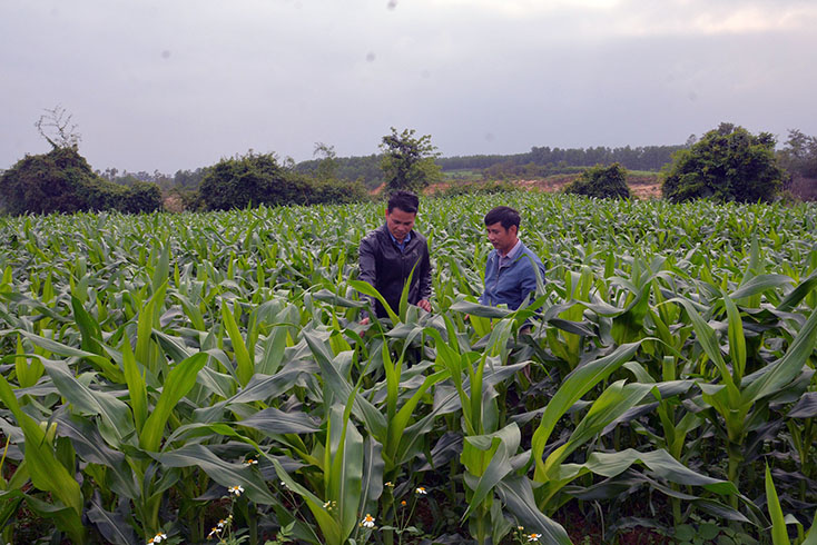 Cán bộ nông nghiệp huyện Bố Trạch hướng dẫn người dân chăm sóc diện tích ngô nằm trong mô hình cánh đồng lớn gắn với chuỗi liên kết sản xuất.