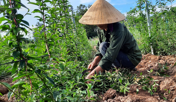 Quy trình trồng các loại cây dược liệu được HTX Cự Nẫm giám sát, bảo đảm chất lượng nguyên liệu sạch theo yêu cầu.