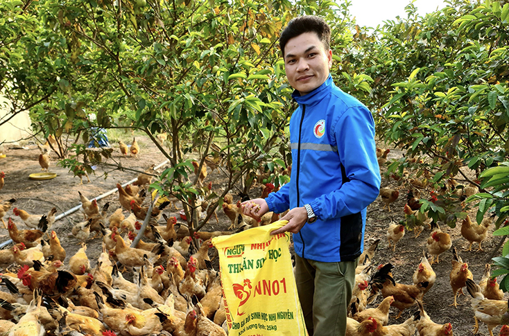 Anh Nguyễn Văn Nhị cho gà ăn bằng thức ăn hữu cơ sinh học NNO1 do chính anh nghiên cứu và sản xuất. 