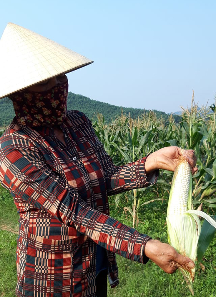 Cây ngô nếp được đánh giá mang lại hiệu quả kinh tế cao so với nhiều loại cây trồng khác trên cùng một đơn vị diện tích.