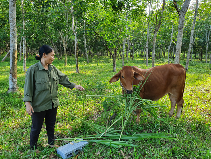 Người dân huyện Lệ Thủy đang chăm sóc, nuôi nhốt bò trong thời gian có dịch VDNC