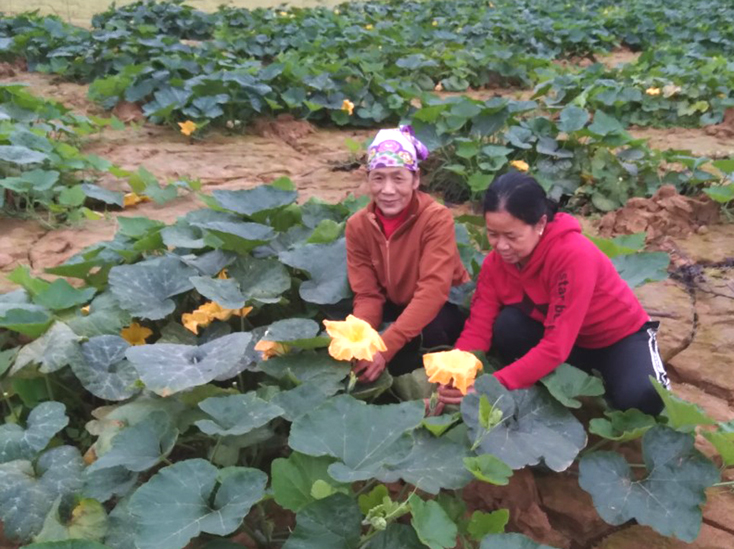 Người dân thôn Khương Hà 3 cần mẫn chăm sóc loại cây trồng mới.