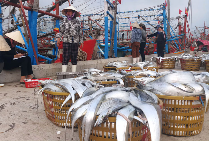 Thiếu bạn tàu đi biển ở các địa phương đã ảnh hưởng đến sản lượng đánh bắt hải sản toàn huyện Quảng Trạch.