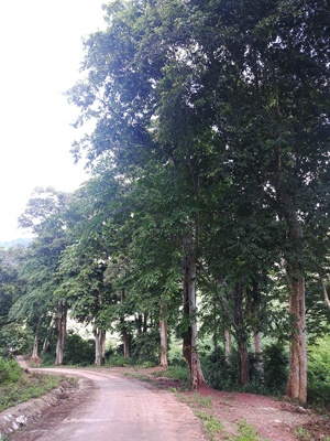 Rừng cây bằng lăng tự nhiên được bảo tồn trên tuyến đường vào bản Cờ Đỏ, xã Thượng Trạch, huyện Bố Trạch.