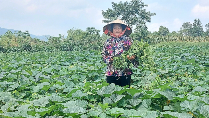  Chị Nguyễn Thị Thạch bên vườn bí của gia đình.
