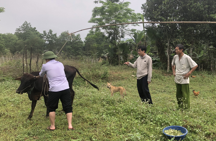 Lãnh đạo huyện Minh Hóa kiểm tra tình hình bệnh VDNC trên trâu, bò tại xã Hồng Hóa.