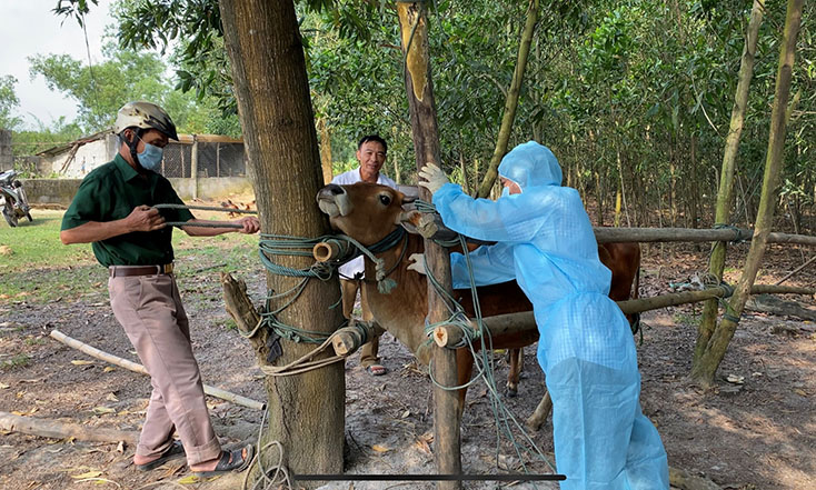 Cán bộ thú y tiêm vacxin phòng bệnh viêm da nổi cục trên trâu, bò tại xã Dương Thủy, huyện Lệ Thủy.