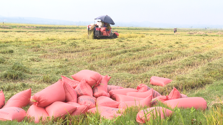 Chương trình dồn điền đổi thửa giúp sản xuất nông nghiệp huyện Quảng Trạch đạt hiệu quả cao.