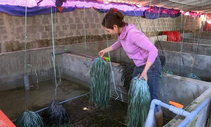 Mô hình nuôi lươn trong bể xi măng của chị Lê Út Bảy, xã Quảng Phú.      
