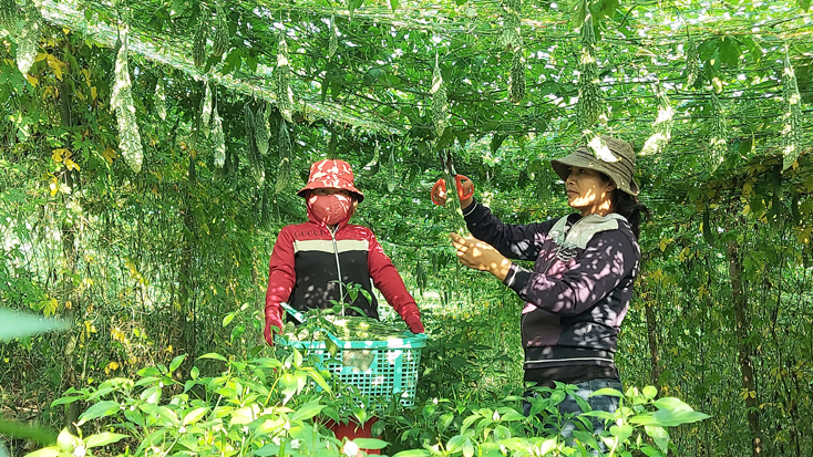 Chị Rơ Mah H’lý (phải) đang hái mướp đắng bán cho thương lái.