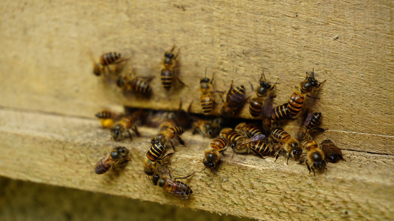 Những chú ong cần mẫn, rời tổ đi tìm mật.