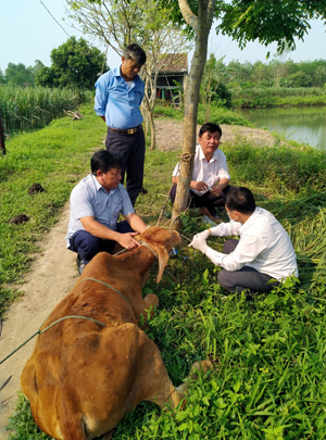  Cán bộ Trung tâm dịch vụ nông nghiệp TP. Đồng Hới lấy mẫu gửi xét nghiệm đối với các trường hợp trâu, bò nghi mắc bệnh VDNC ở xã Lộc Ninh.