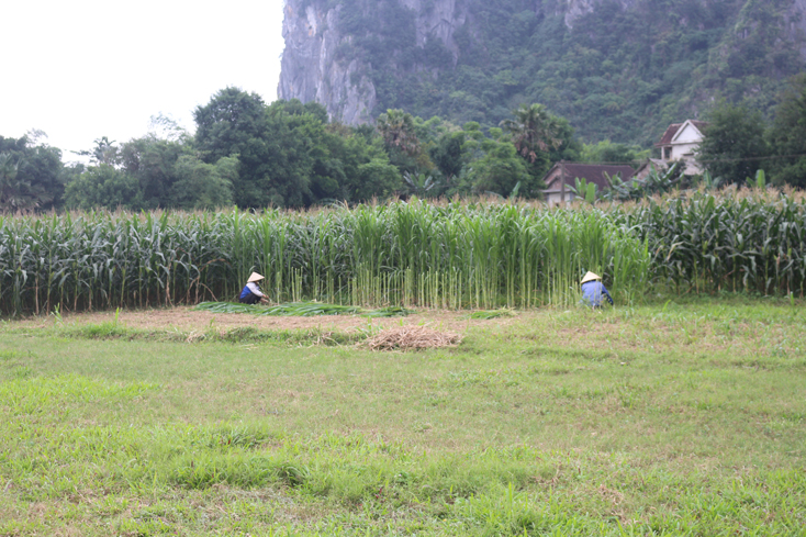 Sinh kế thiếu bền vững dẫn đến thu nhập của người dân nhiều địa phương trên địa bàn huyện Tuyên Hóa còn thấp.