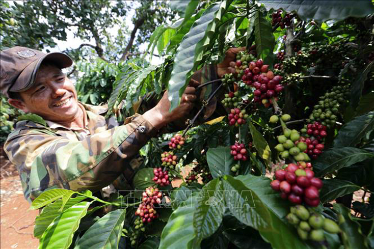 Nông dân xã Ia Kla, huyện Đức Cơ (Gia Lai) chăm sóc vườn cà phê. Ảnh: TTXVN