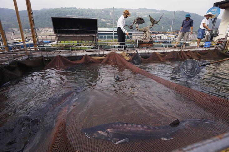 Lồng nuôi cá Tầm trên lòng hồ thủy điện Hòa Bình. Ảnh minh họa: Trọng Đạt/TTXVN
