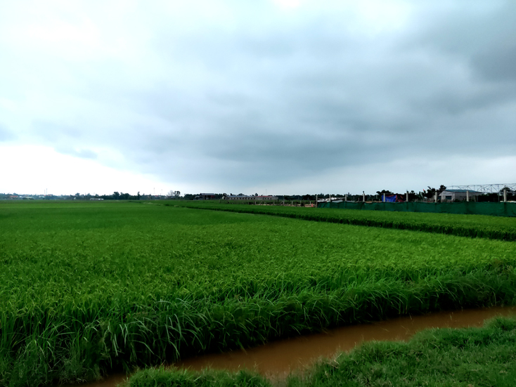 Trên 50% diện tích lúa đông-xuân ở Quảng Ninh đang vào đoạn trổ đồng.