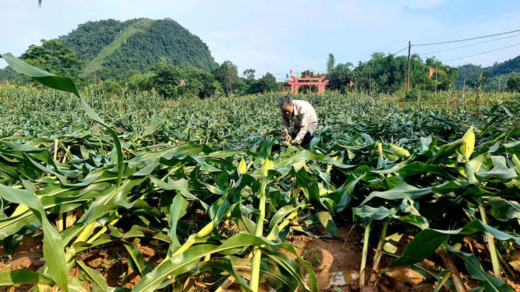 Nhiều diện tích cây trồng vụ đông-xuân bị gãy, đổ tại xã Thuận Hóa, huyện Tuyên Hóa.