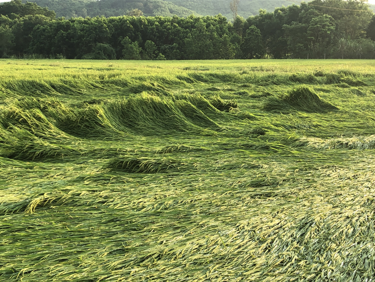 Nhiều ruộng lúa tại xã Xuân Hóa bị đổ rạp hoàn toàn sau trận mưa.