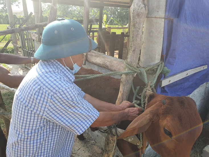 Nhân viên Thú y xã Dương Thủy tiêm phòng bệnh VDNC cho đàn bò trên địa bàn