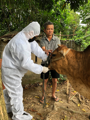 Dịch viêm da nổi cục trên trâu bò đã xuất hiện ở 16/17 xã ở huyện Quảng Trạch.