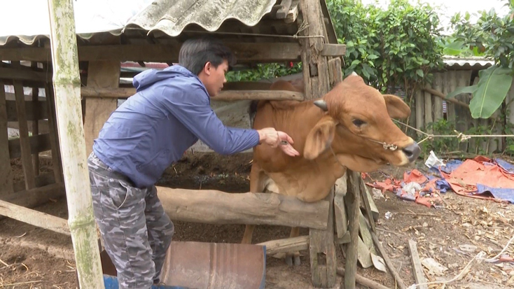 Các địa phương tập trung tiêm vắc xin phòng bệnh VDNC cho trâu, bò.