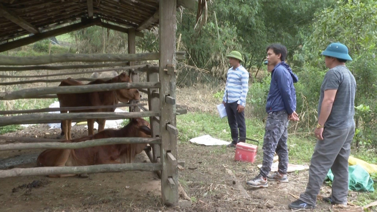 Sau khi được phân bổ vắc xin phòng bệnh VDNC, các xã, thị trấn triển khai tiêm phòng cho trâu, bò tại các thôn, bản.
