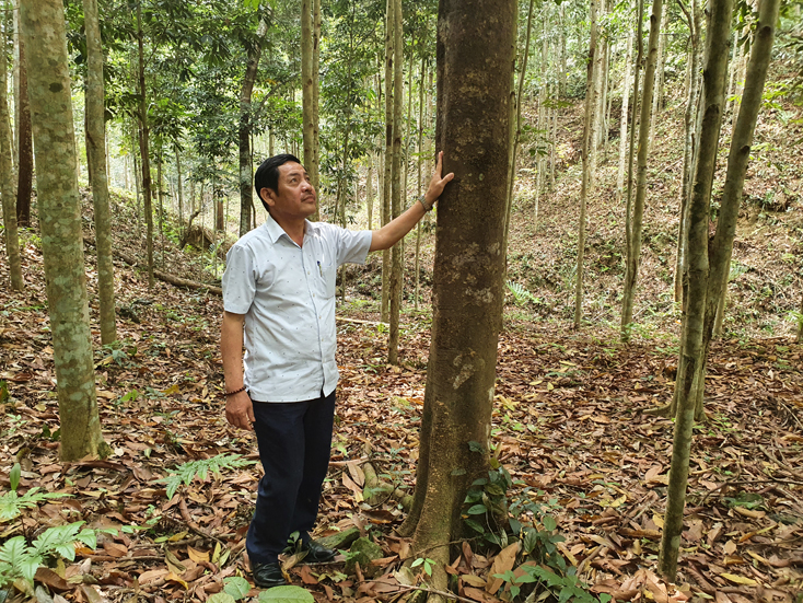 Ông Nguyễn Xuân Thiết bên trong khu rừng gỗ lớn bạc tỷ của mình.