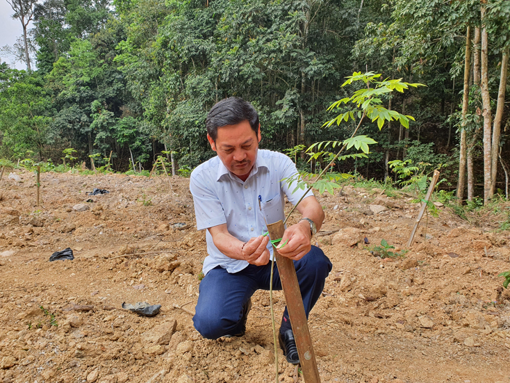 Ông Nguyễn Xuân Thiết chăm sóc vườn cây huê vừa trồng.