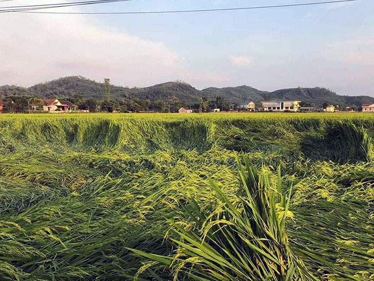 Hàng trăm ha lúa đông-xuân trên địa bàn huyện Tuyên Hóa bị đổ rạp do mưa và gió lớn.