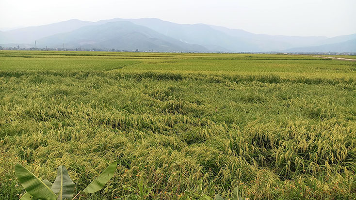 1.300 hecta lúa bị ngã đổ do mưa giông