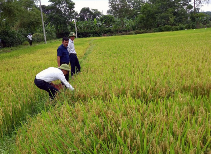 Trung tâm DVNN huyện Quảng Ninh và các HTX trên địa bàn kiểm tra tình hình sâu bệnh trên cây lúa để kịp thời hướng dẫn người dân cách phòng trừ.