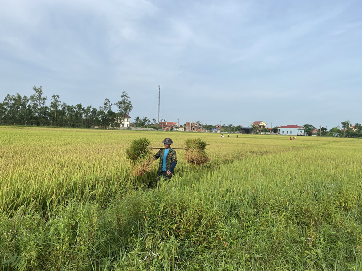 Nông dân Lệ Thủy thu hoạch lúa trong niềm vui được mùa.