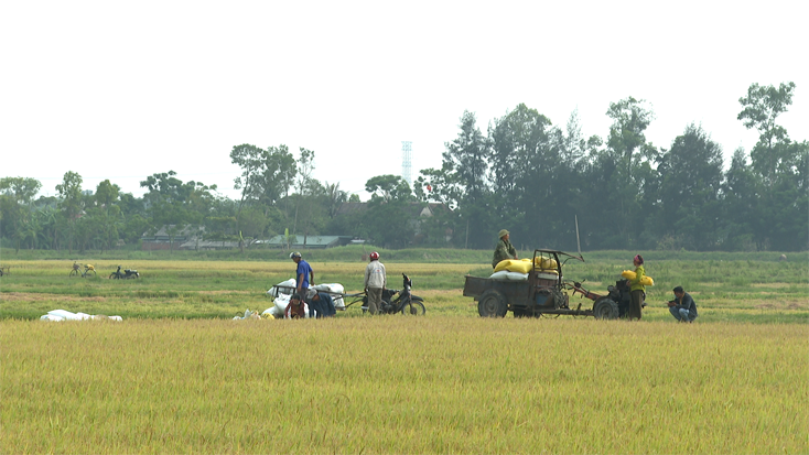 Nông dân huyện Quảng Trạch đẩy nhanh tiến độ thu hoạch lúa đông-xuân.