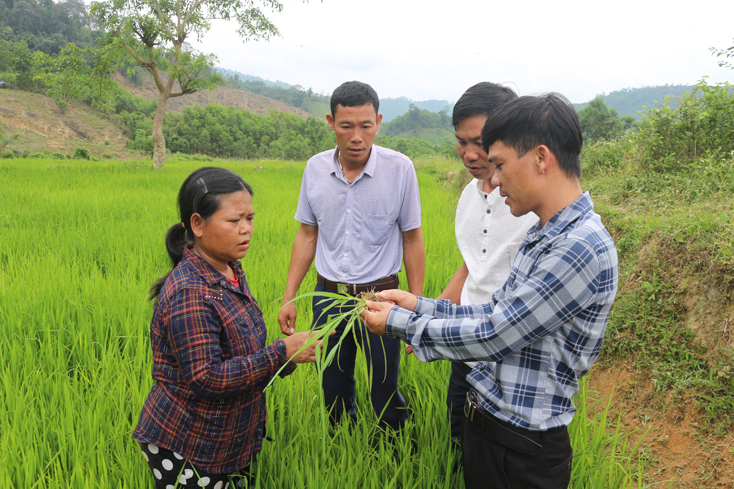 Các đảng viên là cán bộ xã Lâm Hóa hướng dẫn bà con chăm sóc ruộng lúa nước.