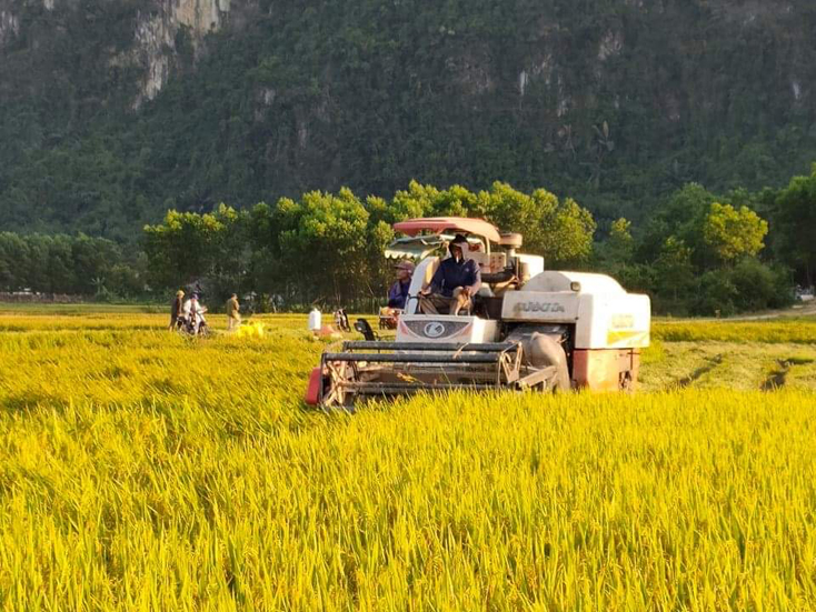 Nông dân thu hoạch lúa bằng máy gặt đập liên hợp ở xã Yên Hóa, huyện Minh Hóa.