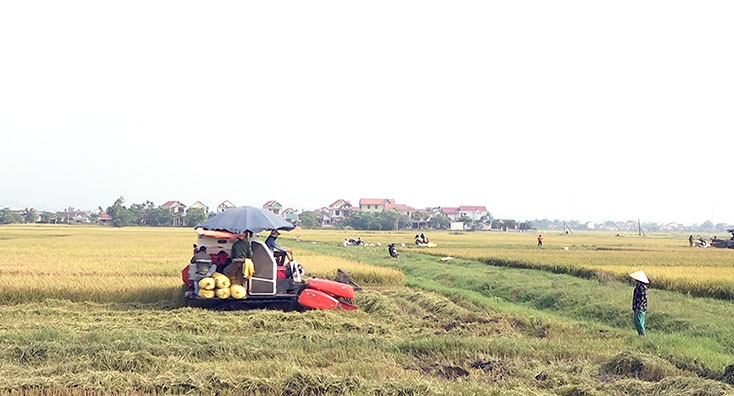 Nông dân huyện TX. Ba Đồn đang khẩn trương thu hoạch lúa đông-xuân.