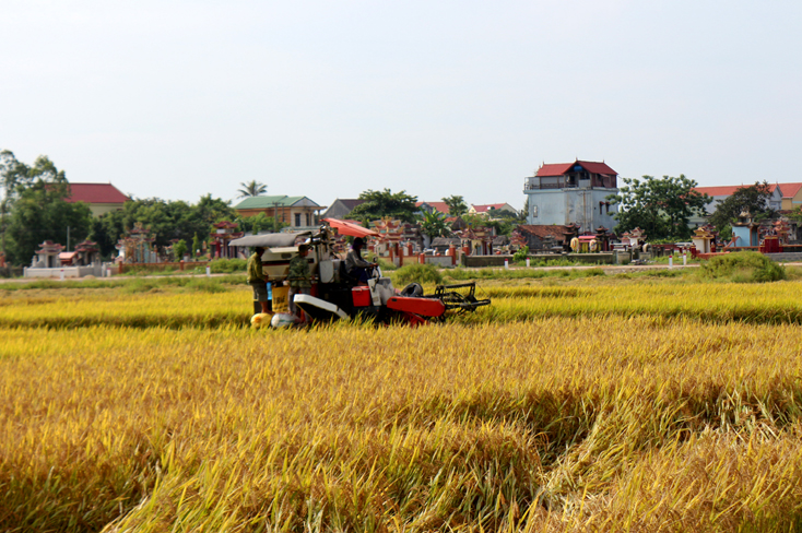 Nông dân xã Xuân Ninh, huyện Quảng Ninh thu hoạch lúa đông-xuân.