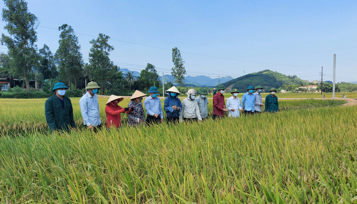 Chính quyền địa phương cùng người dân tham quan cánh đồng lúa ST24 tại xã Mai Hóa, huyện tuyên Hóa.