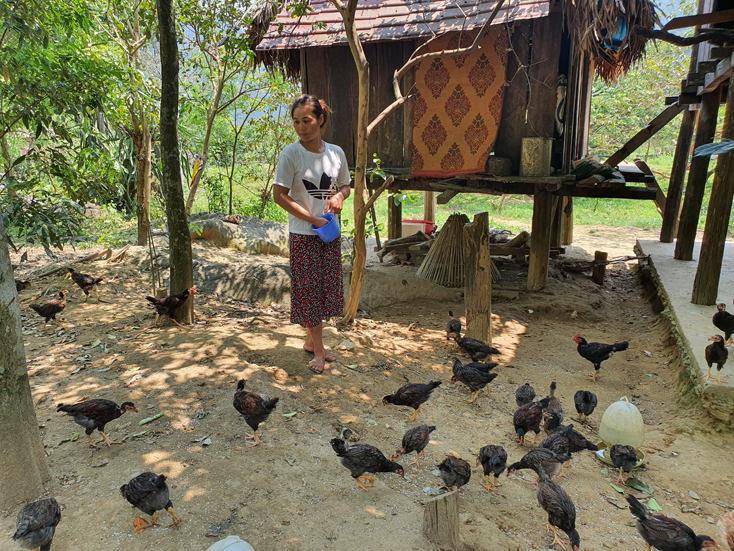  Chị Hồ Thị Lưu ở bản Còi Đá nuôi gà để cung cấp cho khách du lịch. 